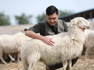 寧夏鹽池灘羊產業為何不能在全國復制推廣？