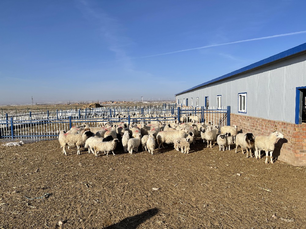 “鹽池灘羊”地標產品管理出新規
